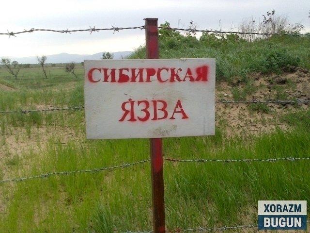 Қозоғистонда куйдирги тарқалди. Икки қишлоқ карантинга олинди