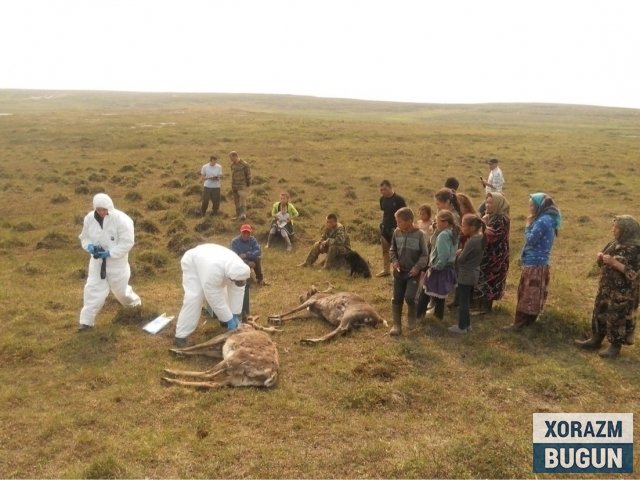Куйдирги касаллиги бўйича қўшниларда вазият жиддий – Санэпидқўмита