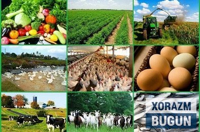 2025 йилнинг январь–июн ойларида Хоразм вилоятида қишлоқ, ўрмон ва балиқчилик хўжалиги маҳсулотлари (хизматлари) ҳажми