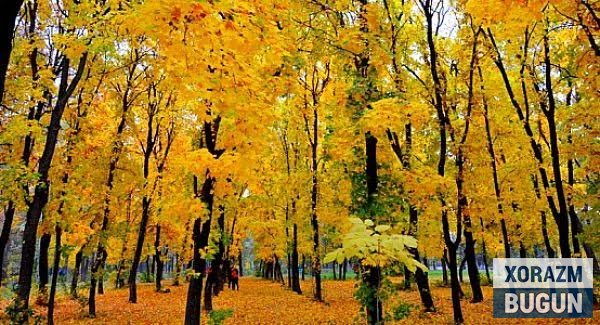 Эртага Хоразмда об-ҳаво қандай бўлади?