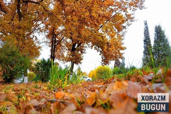 24 ноябрь куни Хоразм вилоятида об-ҳаво қандай бўлади?