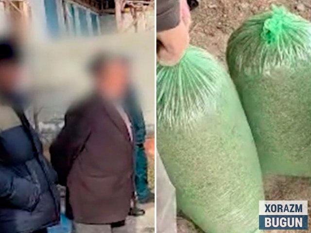 Oтахоннинг уйидан 20 кг марихуана чиқди