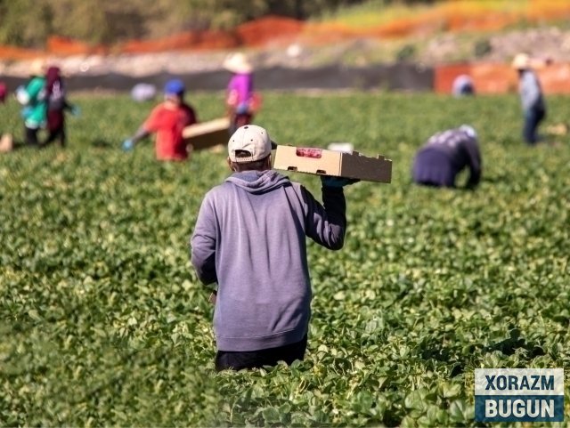 Маош 3500 доллар: ўзбекистонликлар АҚШда мавсумий ишларга жалб қилинади