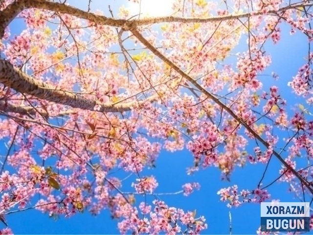 Эртага Хоразмда жудда иссиқ бўлиши айтилди