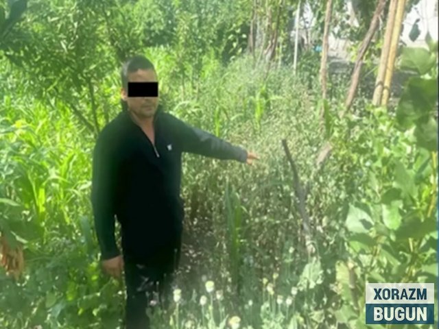 Учта вилоятда жами 18 минг тупдан ортиқ кўкнори экканлар ушланди