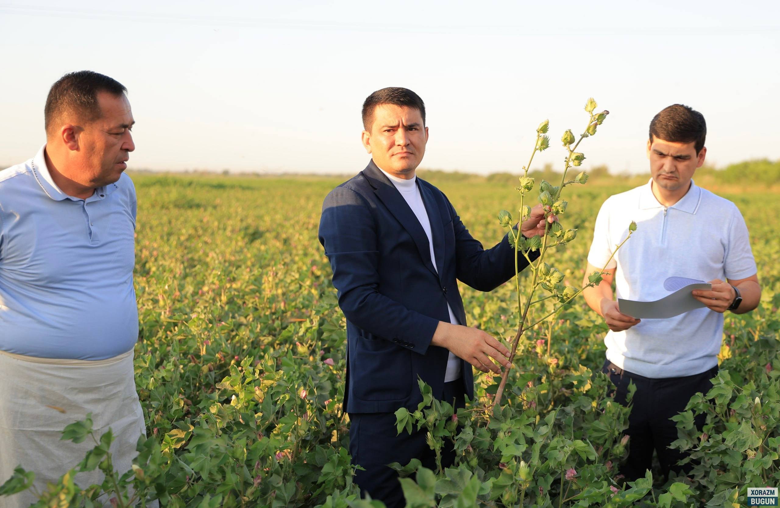 Қўшкўпирда ғўза парвариши бўйича муҳим вазифалар белгилаб олинди