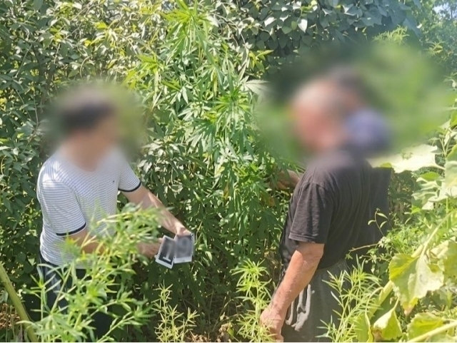 Хоразмда томорқасида 82 туп каннабис етиштирган шахс ушланди