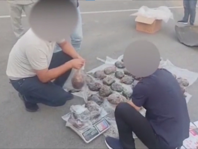 Cobalt’да 41 кг “опий” олиб кетаётган шахс қўлга тушди
