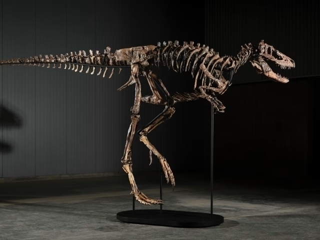Nanotirannus skeleti 47,3 mln dollarga sotildi