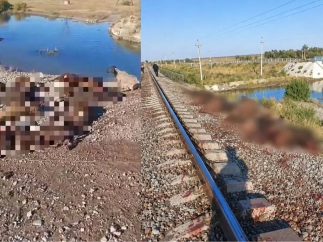 Жамбилда поезд 70 бош қўйни босиб кетди